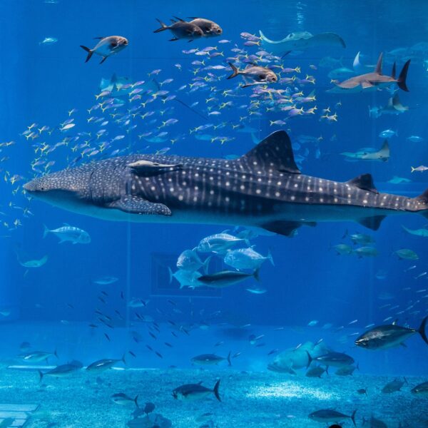 Unterwasserwelten: Die 50 bedeutendsten Aquarien der Welt