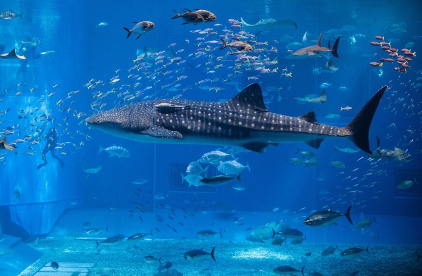 Unterwasserwelten: Die 50 bedeutendsten Aquarien der Welt